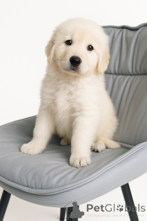 Photo №4. Je vais vendre  en ville de Kiev. annonce privée - prix - négocié