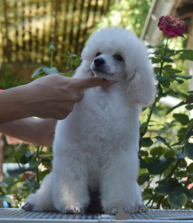 Photo №3. Chiots caniche nain blanc. Serbie