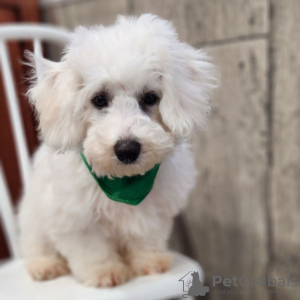 Photo №2 de l'annonce № 45700 de la vente bichon à poil frisé - acheter à Colombie annonce privée