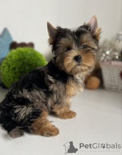 Photo №4. Je vais vendre yorkshire terrier en ville de Berlin. annonce privée, de l'abri - prix - 550€