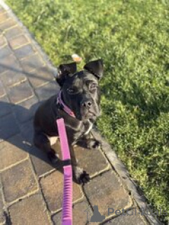 Photo №2 de l'annonce № 168839 de la vente cane corso - acheter à USA éleveur