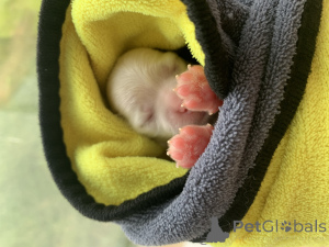 Photo №2 de l'annonce № 146079 de la vente bichon maltais - acheter à Fédération de Russie annonce privée, éleveur