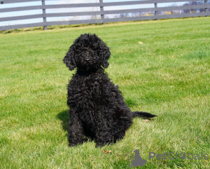 Photo №3. Magnifiques chiots enregistrés KC.1(281)698-7719. USA