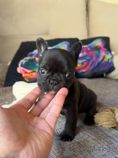 Photo №4. Je vais vendre bouledogue en ville de Prague. éleveur - prix - négocié