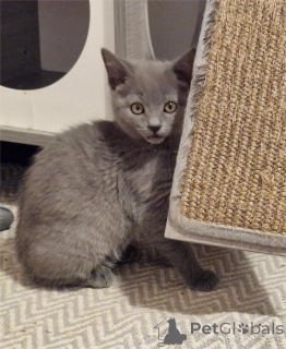 Photo №2 de l'annonce № 151630 de la vente chartreux - acheter à Allemagne 