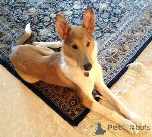 Photo №1. colley - à vendre en ville de Aizlingen | 600€ | Annonce №157828