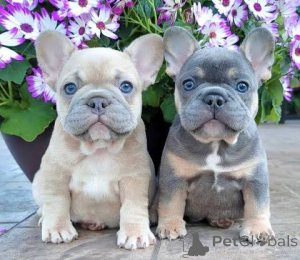 Photo №1.  - à vendre en ville de Achenkircch | 680€ | Annonce №163488