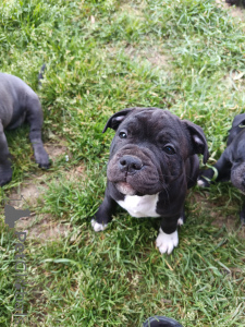 Photo №3. Bonjour, je vends mes chiots de Staffordshire Bull Terrier 3 mâles tigrées noir. Suisse
