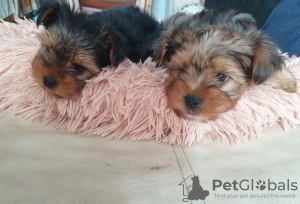 Photo №4. Je vais vendre yorkshire terrier en ville de Illinois City. annonce privée - prix - Gratuit