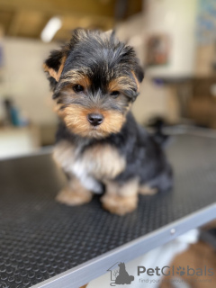 Photos supplémentaires: Chiots Yorkie en bonne santé à vendre