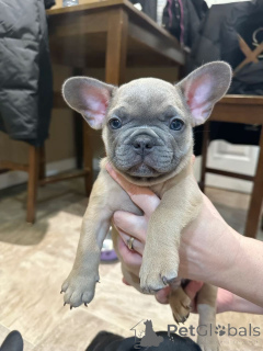 Photo №2 de l'annonce № 162685 de la vente bouledogue - acheter à Pologne éleveur