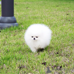 Photo №4. Je vais vendre spitz nain en ville de Fracasse. annonce privée - prix - 484€