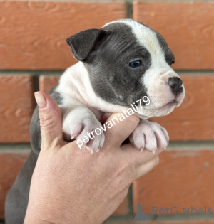 Photo №1. american bully - à vendre en ville de Krasnodar | négocié | Annonce №146122