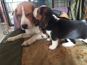 Photos supplémentaires: Vous cherchez une nouvelle famille 2 chiot Beagle. Garçon et fille Habitué à