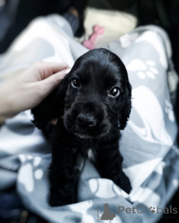 Photo №1. cocker spaniel anglais - à vendre en ville de Aurich | 630€ | Annonce №159564