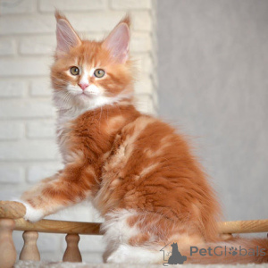Photo №1. maine coon - à vendre en ville de Fracasse | négocié | Annonce № 162878