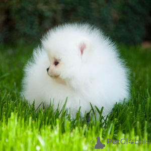 Photo №3. Les chiots Spitz poméraniens sont vendus,. Allemagne