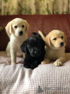 Photo №2 de l'annonce № 141168 de la vente golden retriever - acheter à Canada annonce privée