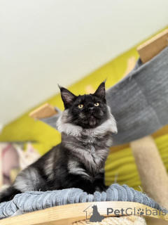 Photo №3. Gatitos de Maine en Venta. Espagne