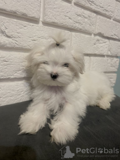 Photo №3. Malteszyk Beau chien féminin. Pologne