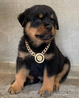 Photo №1. rottweiler - à vendre en ville de Amstetten | négocié | Annonce №169303
