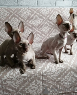 Photo №1. cornish rex - à vendre en ville de Aurich | Gratuit | Annonce № 170319