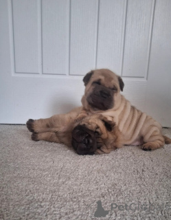 Photo №1. shar pei - à vendre en ville de Demandeur | 450€ | Annonce №170171