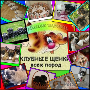Photo №2. Le service du maître chien en Ukraine. Price - 9€. Annonce № 150034