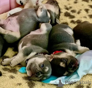 Photo №2 de l'annonce № 175480 de la vente bouledogue - acheter à Allemagne annonce privée