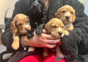 Photo №3. Chiots cocker en activité, 4 chiots restants. La finlande