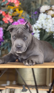 Photo №2 de l'annonce № 135112 de la vente cane corso - acheter à USA éleveur