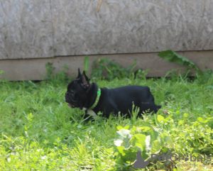 Photos supplémentaires: Chiot bouledogue français, femelle classe exposition FCI