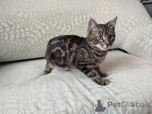 Photo №2 de l'annonce № 164929 de la vente  - acheter à Biélorussie 