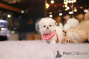 Photo №1. bichon maltais - à vendre en ville de San Antonio | négocié | Annonce №155041