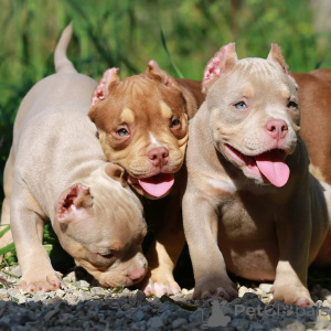 Photo №1. chien bâtard - à vendre en ville de Dresde | 999€ | Annonce №147457