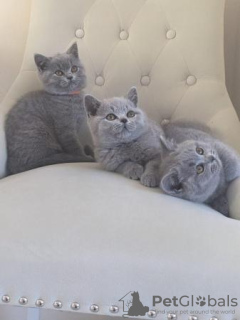 Photo №1. british shorthair - à vendre en ville de Erfurt | 350€ | Annonce № 108600