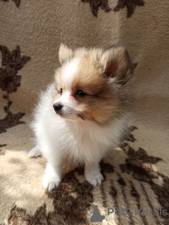 Photo №4. Je vais vendre spitz nain en ville de Zaporijia. annonce privée, éleveur - prix - négocié