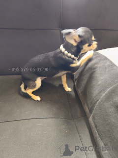 Photo №4. Je vais vendre chien bâtard en ville de Tbilissi. annonce privée, de la fourrière, éleveur - prix - négocié