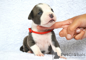 Photos supplémentaires: Des chiots au pedigree unique