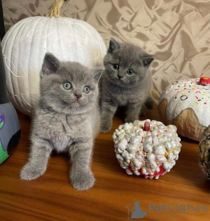 Photo №1. british shorthair - à vendre en ville de Антверпен | 200€ | Annonce № 128717