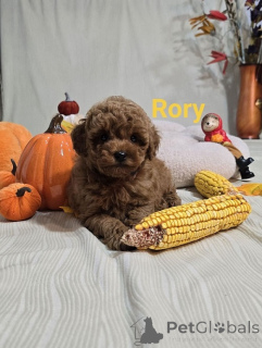 Photo №1. caniche (jouet) - à vendre en ville de Zrénjanin | négocié | Annonce №176731