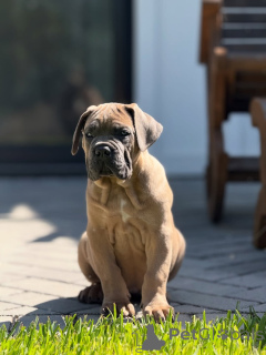 Photo №2 de l'annonce № 152349 de la vente cane corso - acheter à Allemagne éleveur