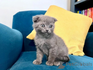 Photo №1. scottish fold - à vendre en ville de Asheville | 291€ | Annonce № 173960