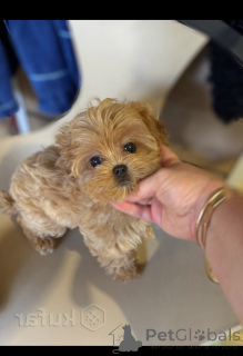Photo №4. Je vais vendre maltipu en ville de Minsk. de la fourrière - prix - 1938€