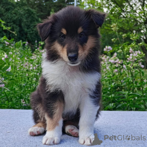 Photo №1. border collie - à vendre en ville de Athènes | négocié | Annonce №178075
