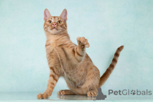 Photo №3. Yuna, un merveilleux chat de chat de chat affectueux est à la recherche d'une. Fédération de Russie