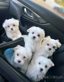 Photo №1. bichon maltais - à vendre en ville de Gottskär | négocié | Annonce №158398