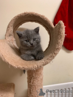 Photo №3. Chatons British shorthair à vendre en Allemagne. Allemagne