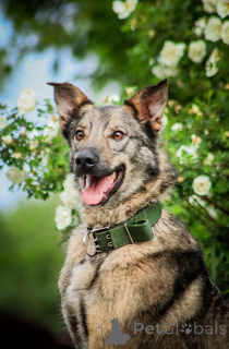 Photo №1. chien bâtard - à vendre en ville de Rivière moscou | Gratuit | Annonce №150741