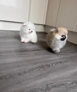 Photo №4. Je vais vendre spitz nain en ville de Alavus. annonce privée - prix - 400€